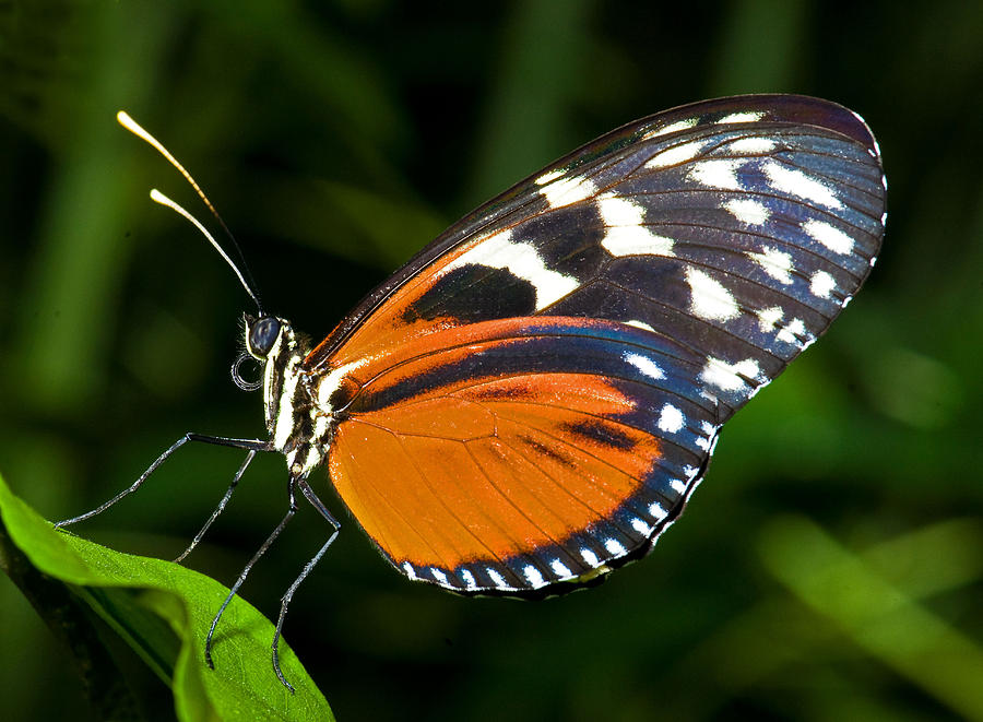 Hecale Butterfly Photograph by Millard H. Sharp - Fine Art America