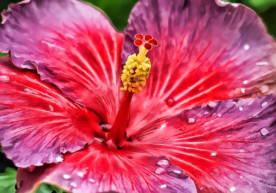 Hibiscus Photograph By Joyce Baldassarre Fine Art America 0460