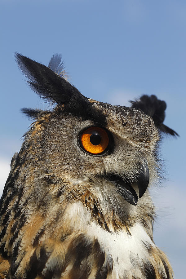 Hibou Grand Duc Deurope Bubo Bubo Photograph By Gerard Lacz