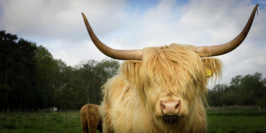 Highland Cow #6 Photograph by Simon Wrigglesworth