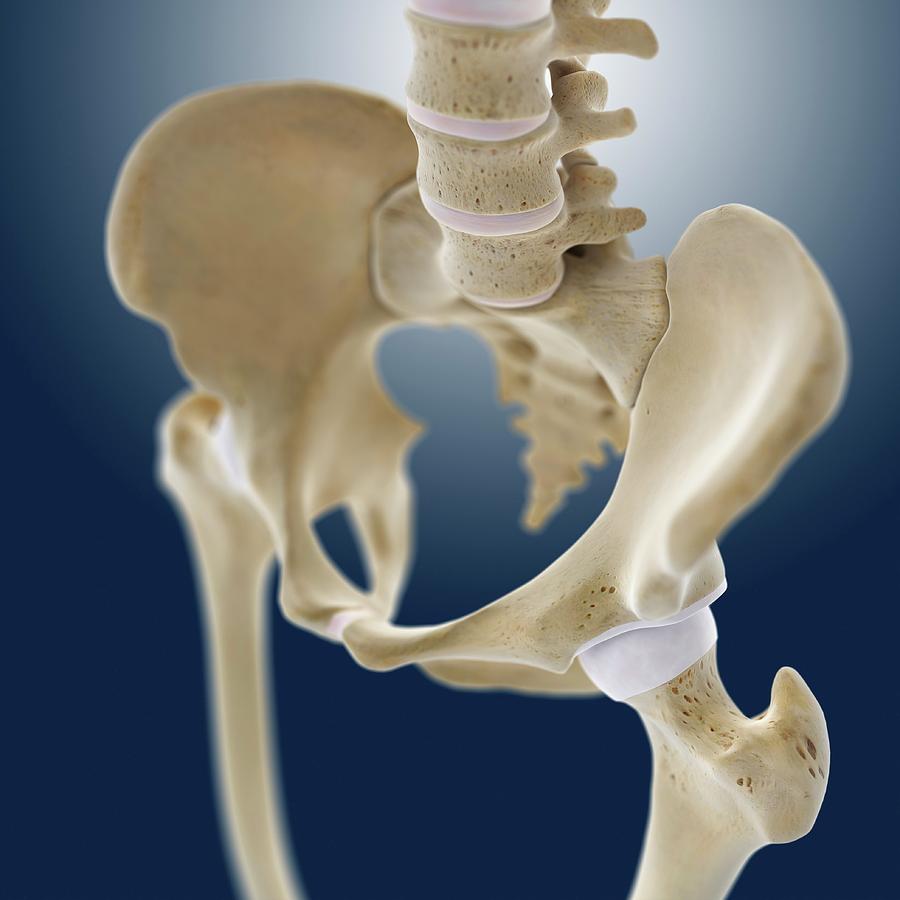 Hip Anatomy Photograph by Springer Medizin/science Photo Library