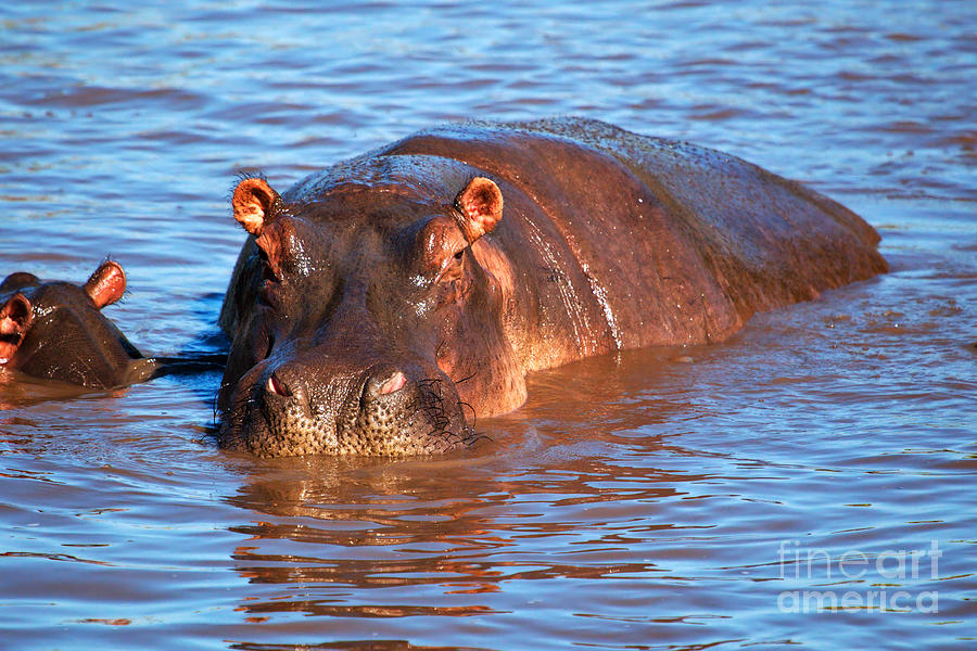 Hippopotamus in river. Serengeti. Tanzania #6 Photograph by Michal Bednarek
