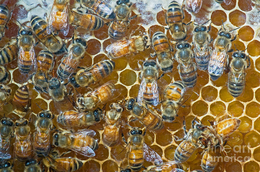 Honey Bees In Hive Photograph by Millard H. Sharp