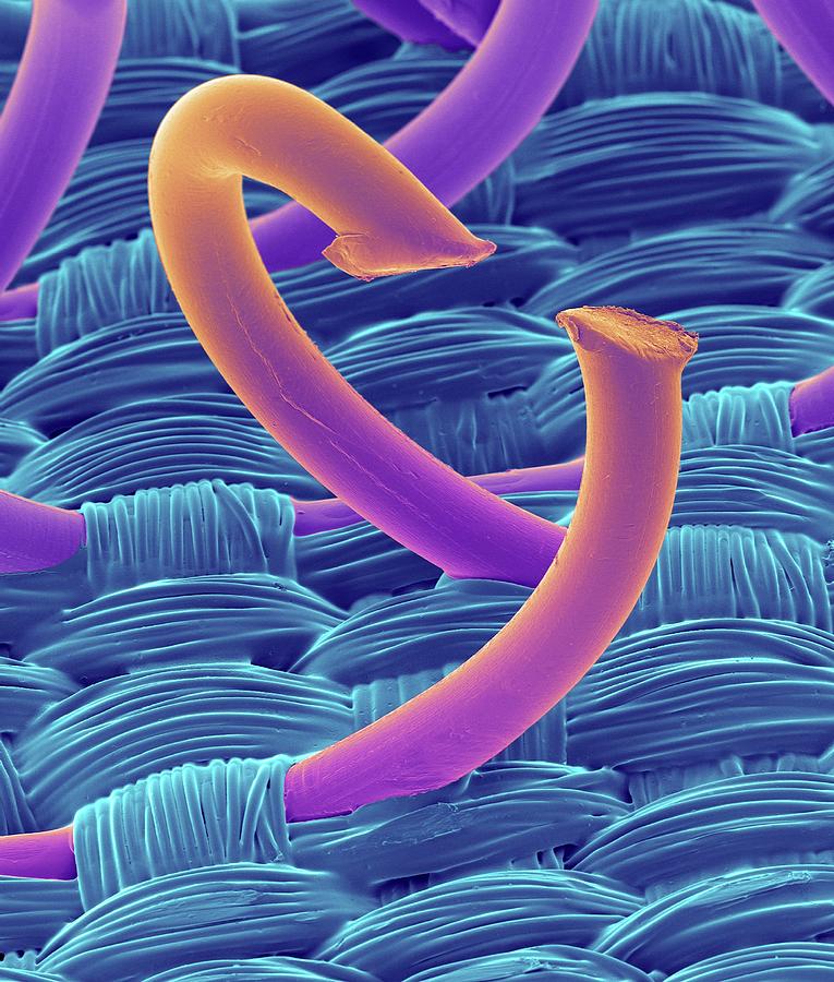 Hooks From Hooks And Loops Fastener Photograph by Dennis Kunkel