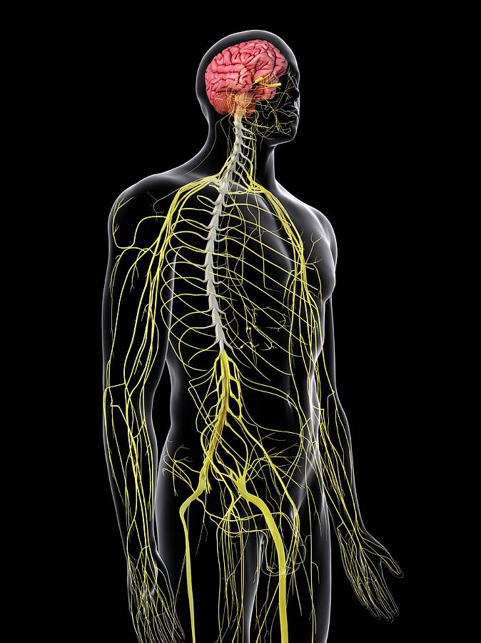 Human Brain And Spinal Cord Photograph by Sciepro - Pixels