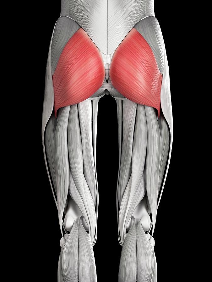 Human Buttock Muscles Photograph By Sebastian Kaulitzki Fine Art America 3406