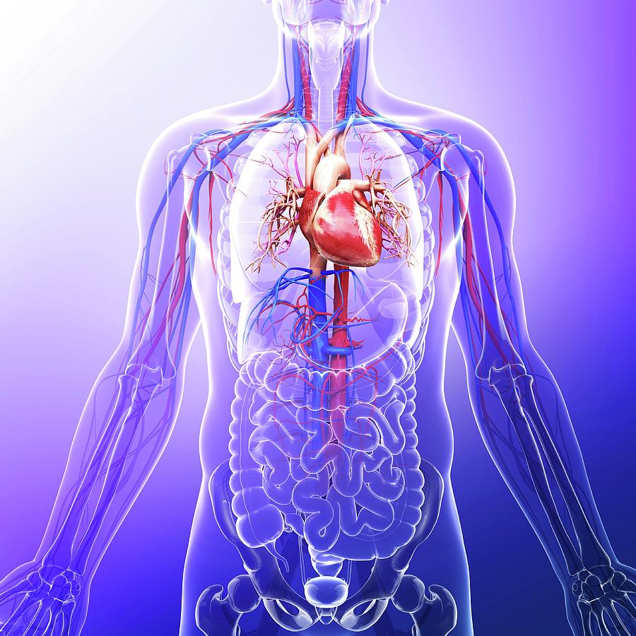 Nobody Photograph - Human Cardiovascular System #6 by Pixologicstudio