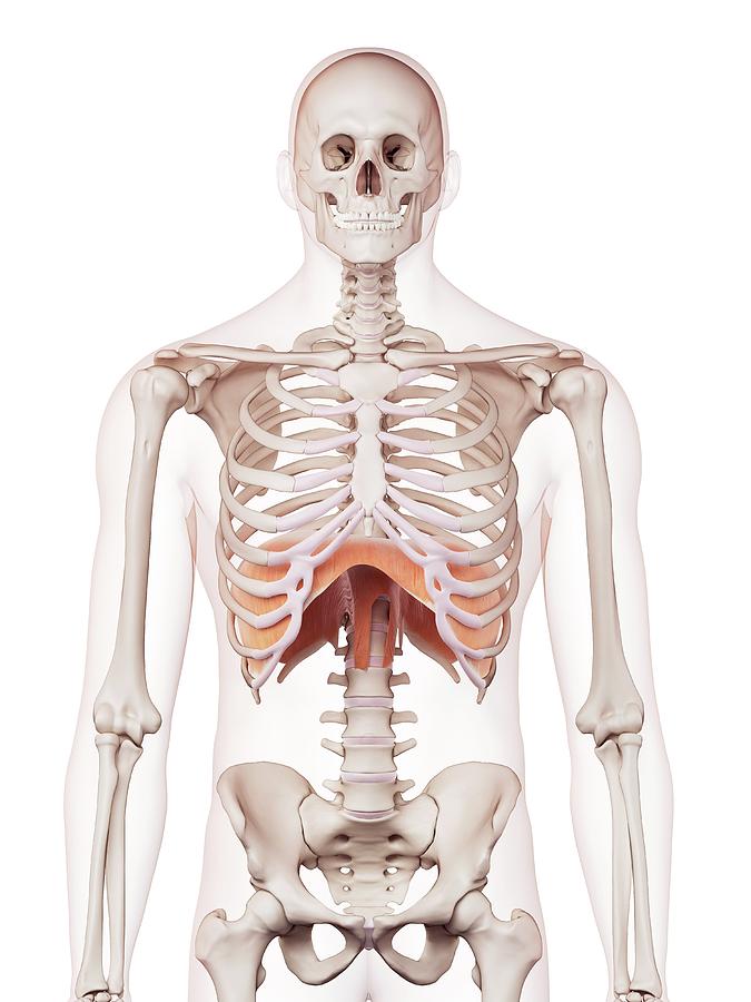 Human Diaphragm #6 Photograph by Sebastian Kaulitzki/science Photo Library