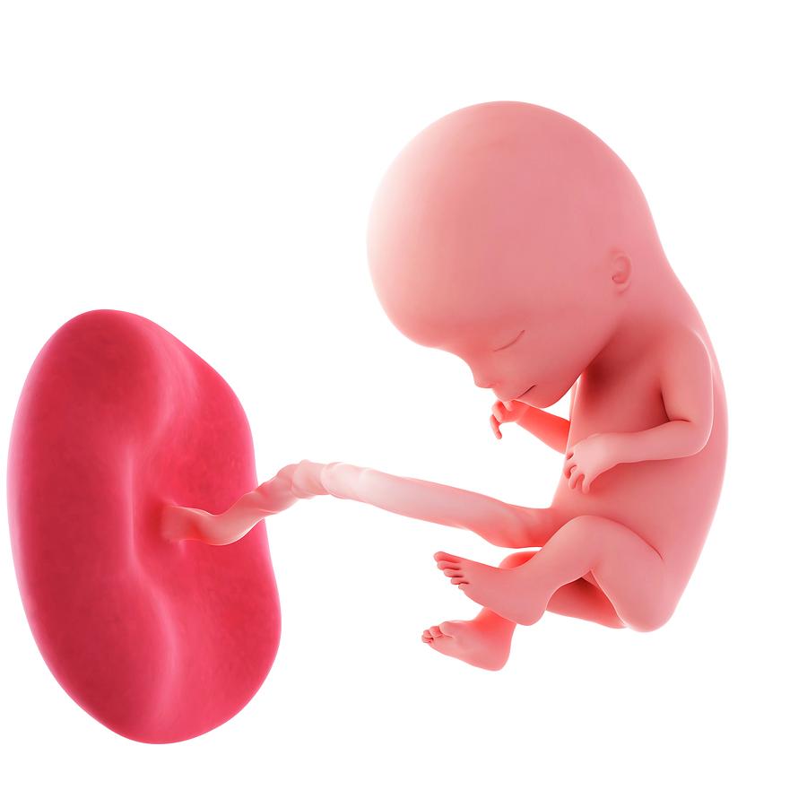 Illustration Photograph - Human Fetus Age 12 Weeks #6 by Sebastian Kaulitzki/science Photo Library