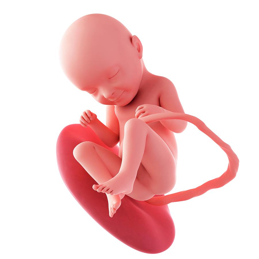 Pregnancy 33 week fetus