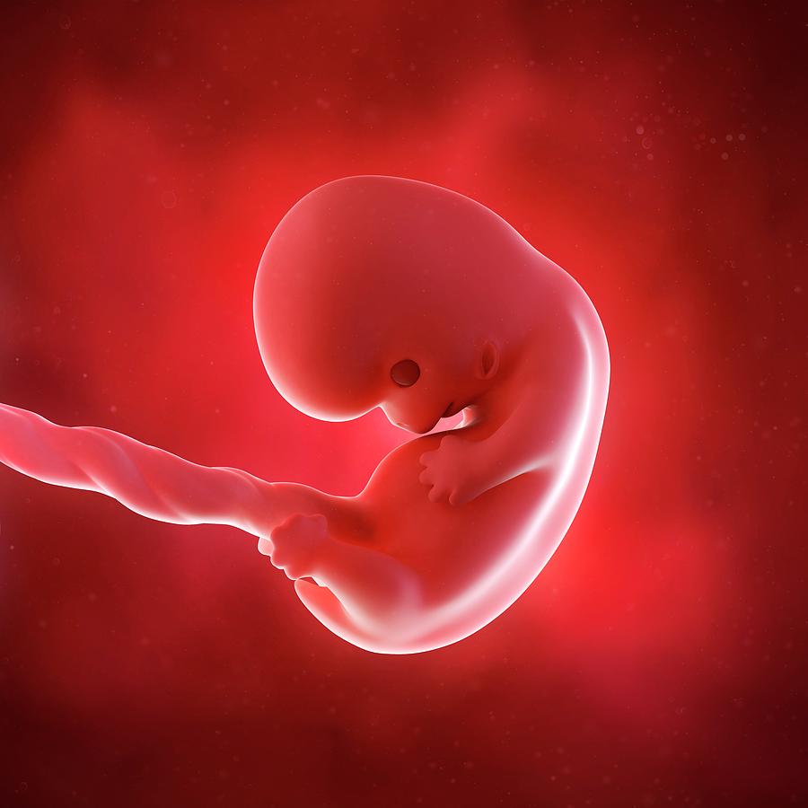 Human Fetus Age 8 Weeks Photograph by Sebastian Kaulitzki/science Photo ...