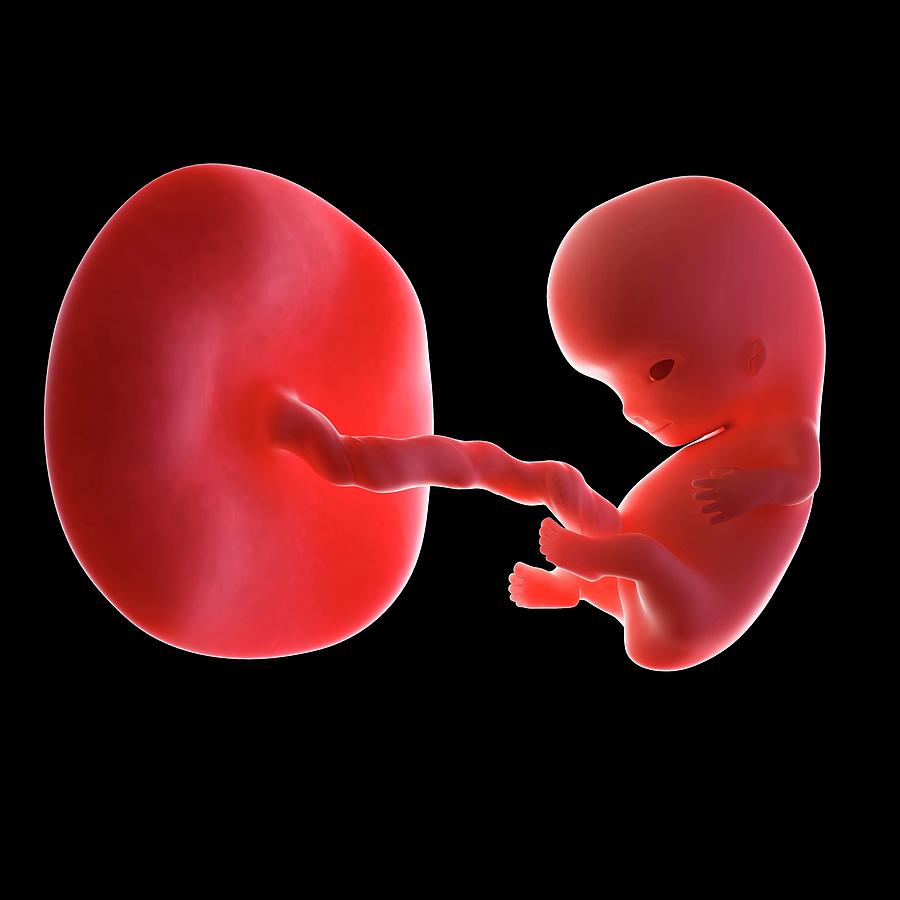 Human Fetus Age 9 Weeks Photograph By Sebastian Kaulitzkiscience Photo