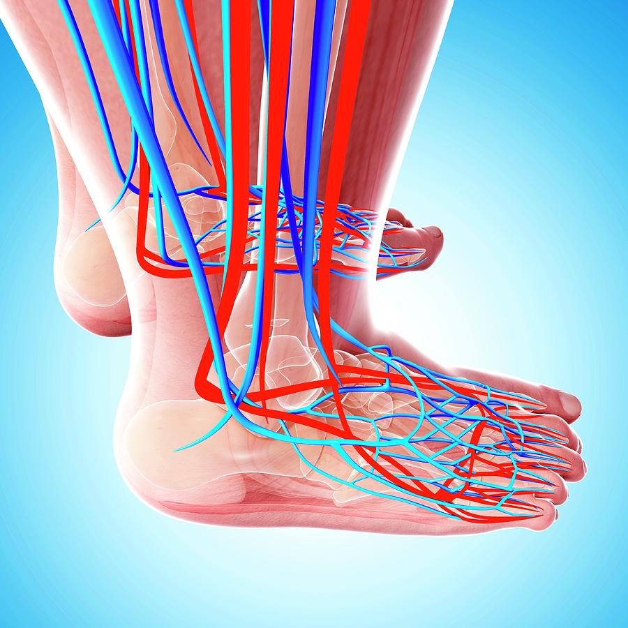 Human Foot Cardiovascular System Photograph by Pixologicstudio/science ...