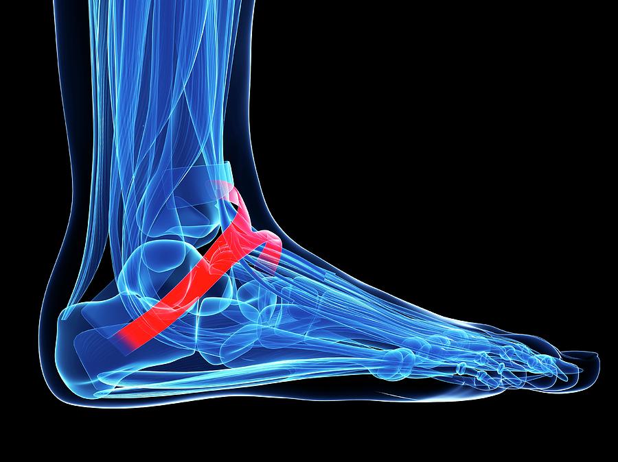 Human Foot Ligament #6 Photograph by Sebastian Kaulitzki