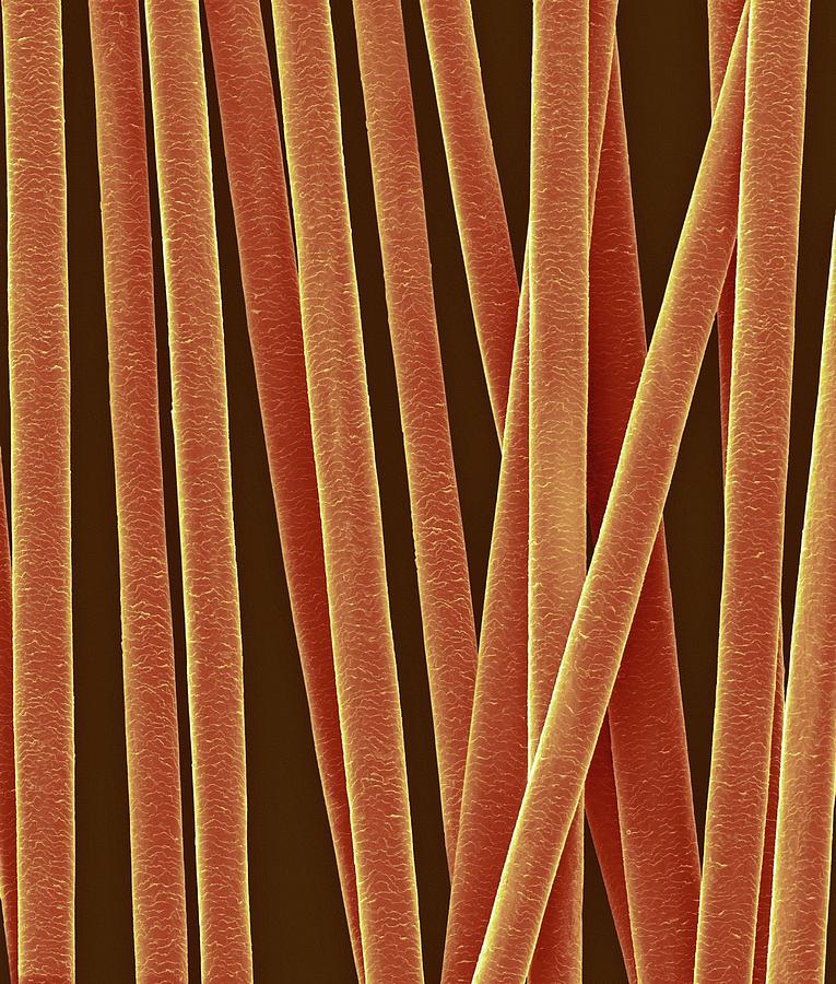 Human Hair Shafts #6 Photograph by Dennis Kunkel Microscopy/science Photo Library