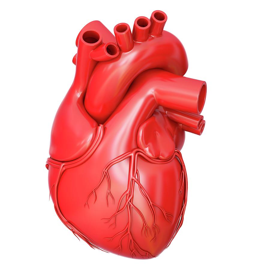 сердце фото орган