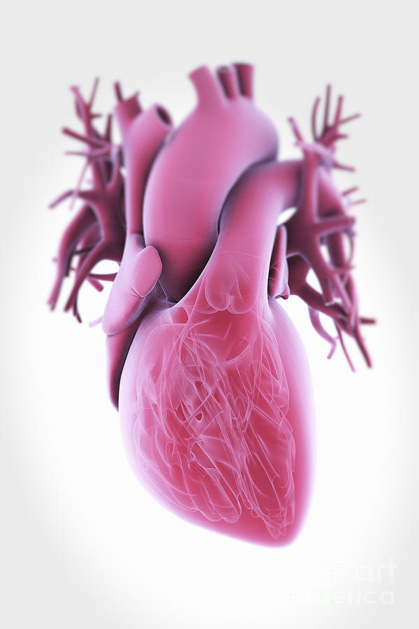 Human Heart #6 Photograph by Science Picture Co