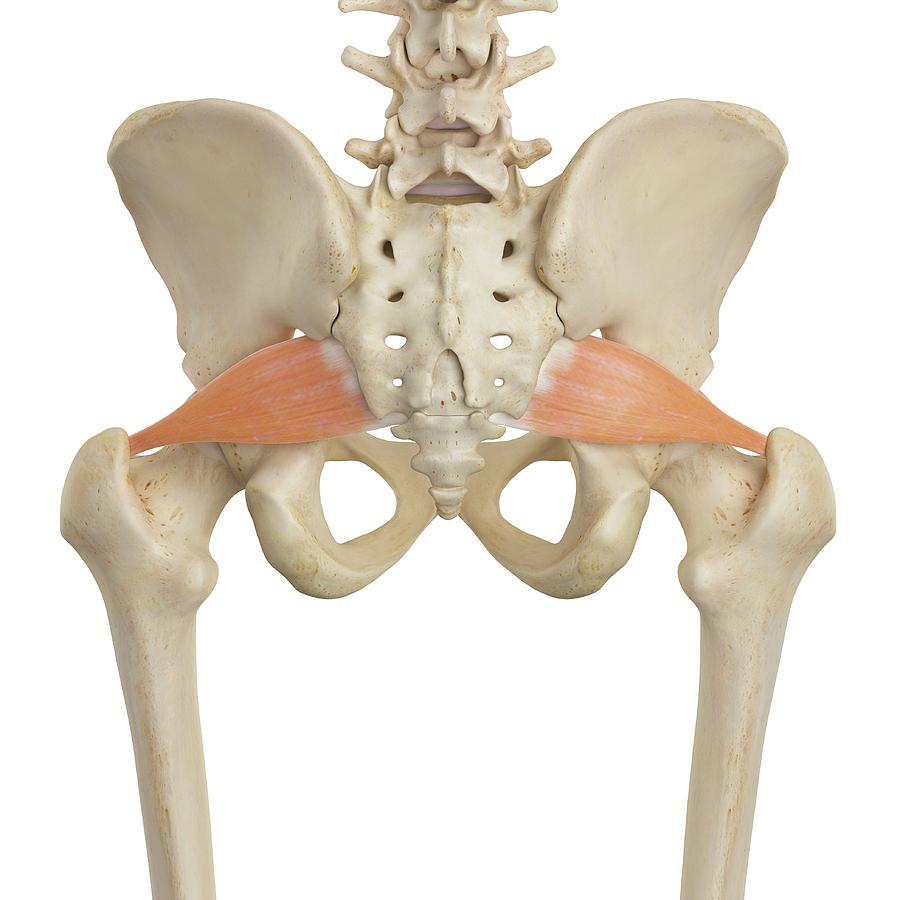 Human Hip Muscles Photograph by Sciepro | Fine Art America