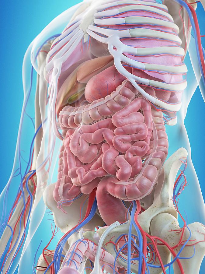 Human Internal Organs #6 by Science Photo Library