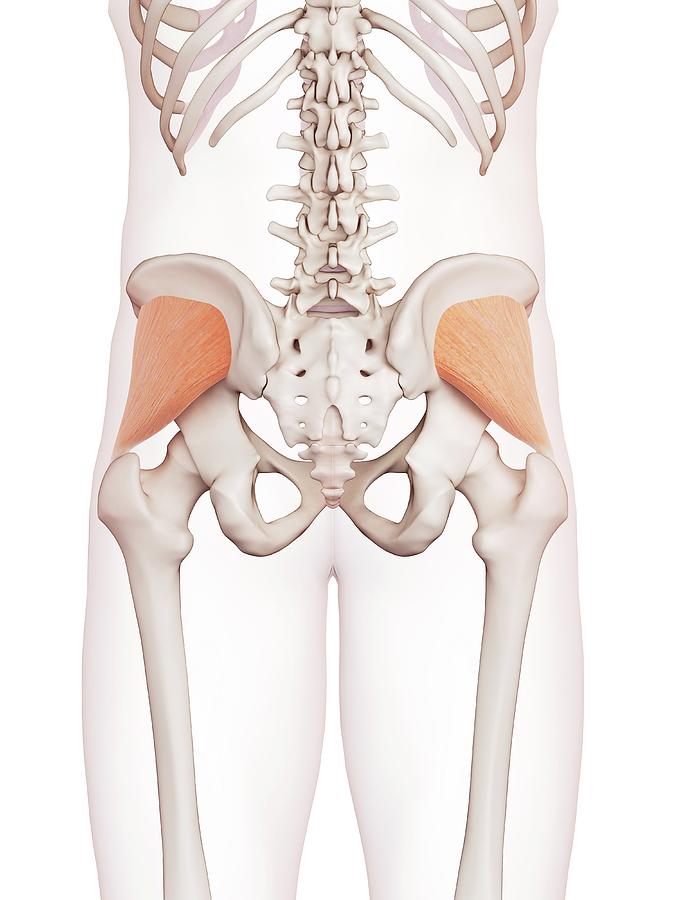 Human Muscles #6 by Sebastian Kaulitzki/science Photo Library