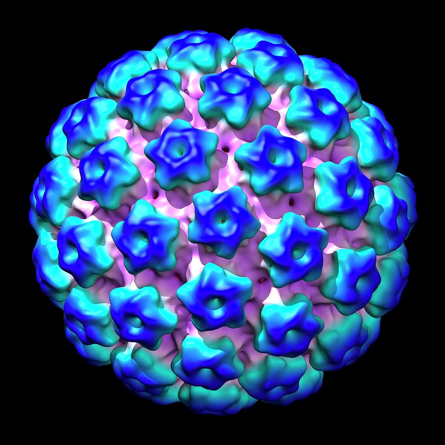 Human Papilloma Virus #6 by Science Photo Library