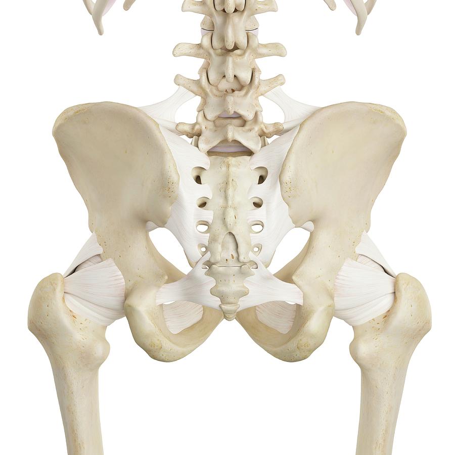 Human Pelvis Bones #6 Photograph by Sciepro Fine Art America