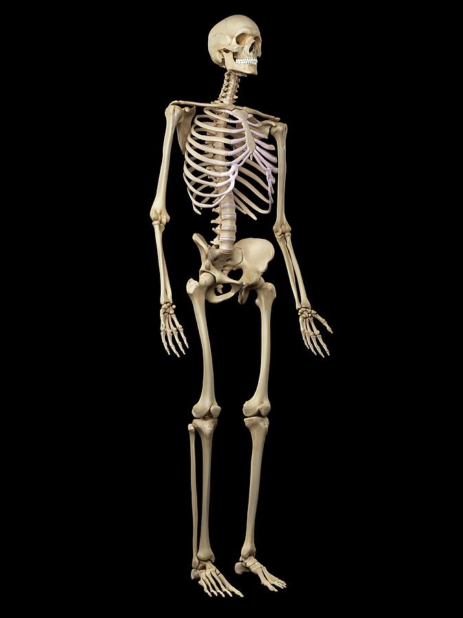 Human Skeleton Photograph by Sciepro - Fine Art America