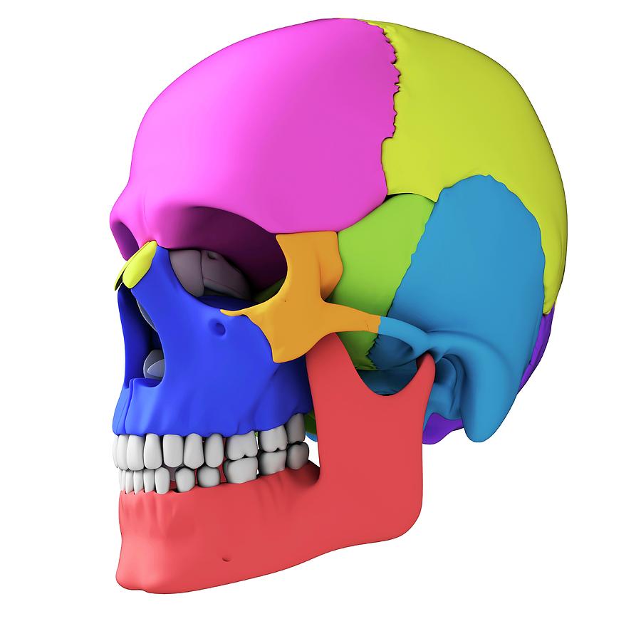 Human Skull Anatomy Photograph By Sebastian Kaulitzki Fine Art America 0912