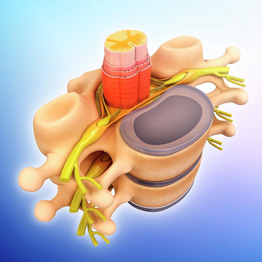 Human Spinal Chord Photograph by Pixologicstudio - Pixels