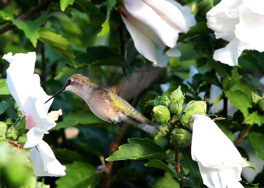 Hummingbird #6 Photograph by John Freidenberg