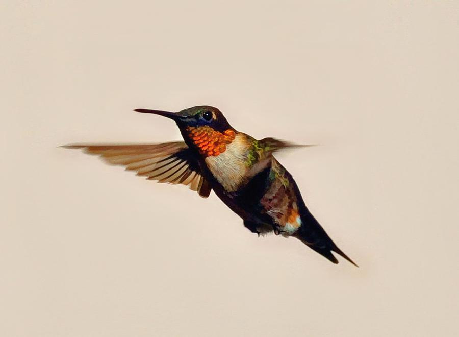 Hummingbird #4 Photograph by Savannah Gibbs