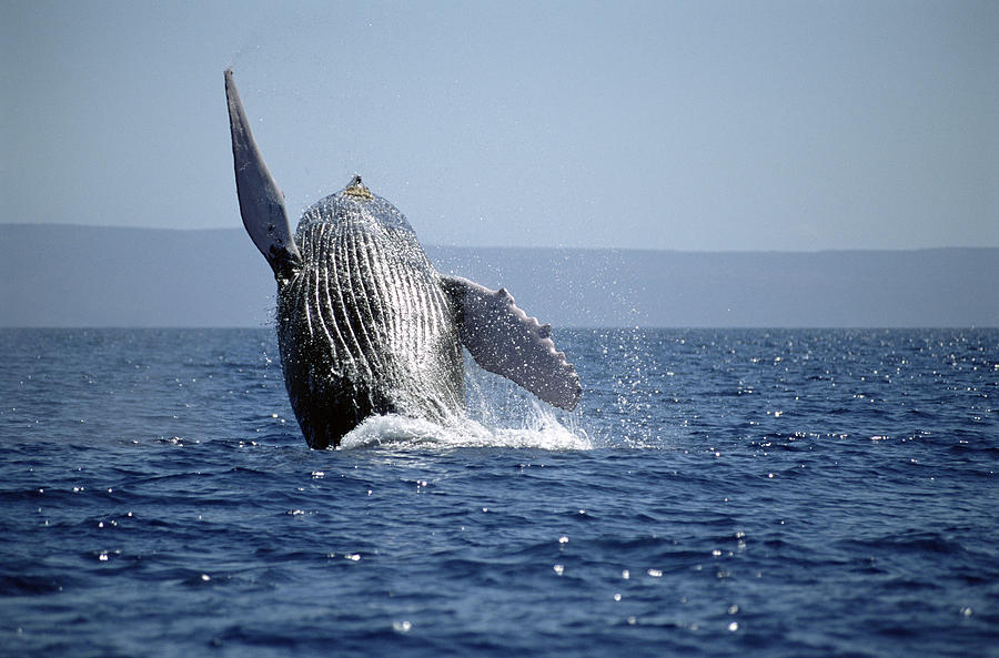 Humpback Whale Breaching Maui Hawaii #6 Photograph by Flip Nicklin