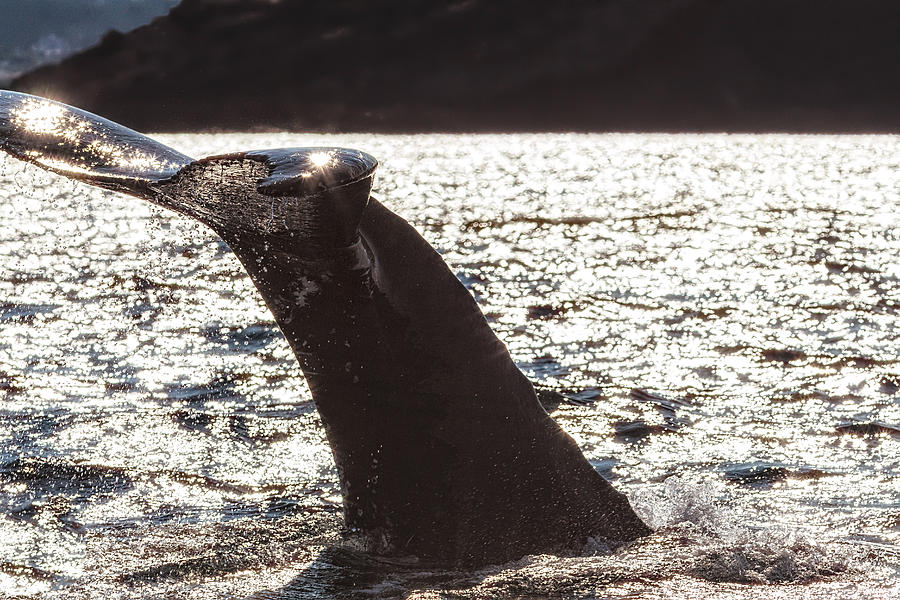 Humpback Whale Lobtailing #6 Photograph by Perla Copernik