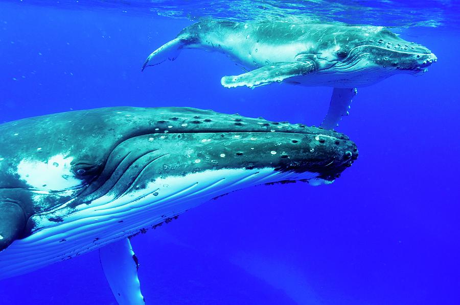 Nature Photograph - Humpback Whale Mother And Calf #6 by Christopher Swann/science Photo Library