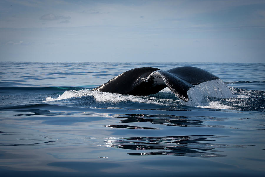 Nature Photograph - Humpback Whales Of The Silver Bank #6 by Maya de Almeida Araujo