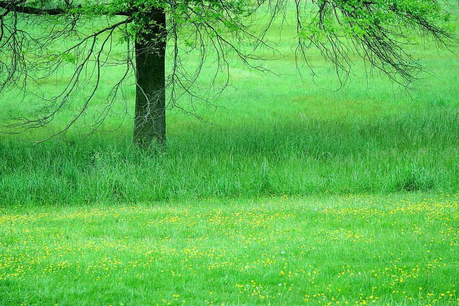 Tree Photograph - In A Green Field by Cora Wandel