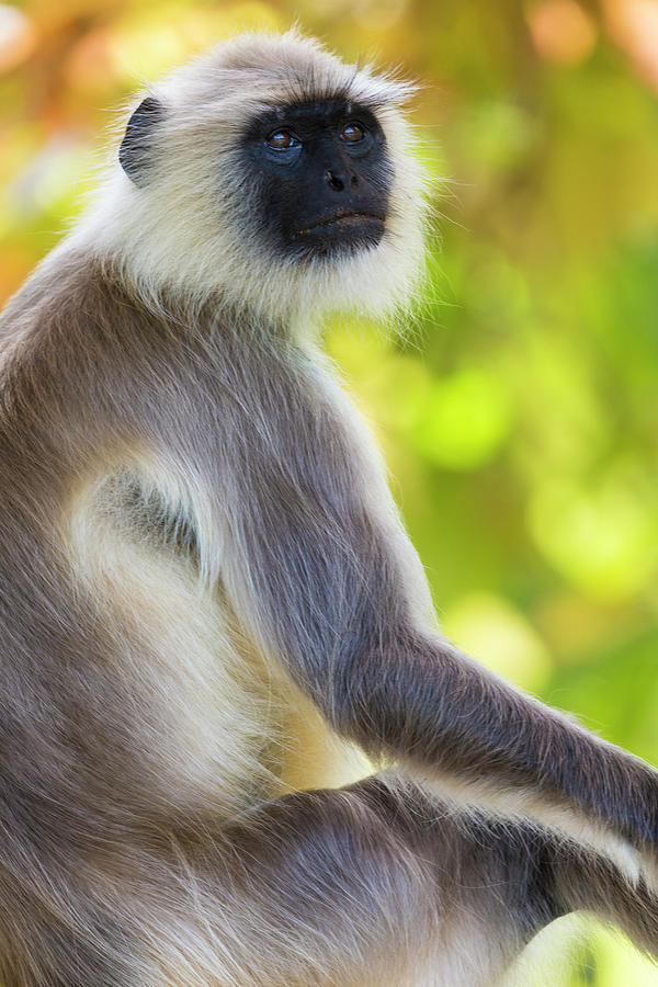 grey langur