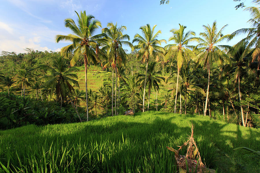 Indonesia, Bali, Rice Fields And #6 Photograph by Michele Falzone
