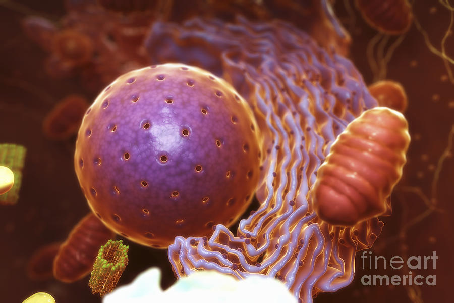 Inner Workings Of A Human Cell #6 Photograph by Science Picture Co
