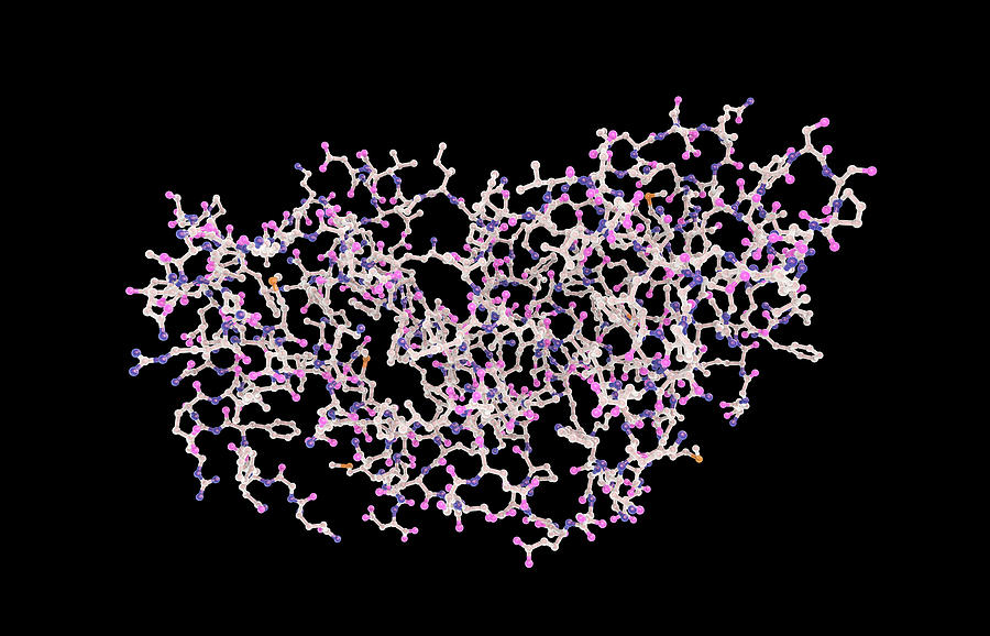 Interferon Gamma Molecule Photograph by Kateryna Kon/science Photo ...