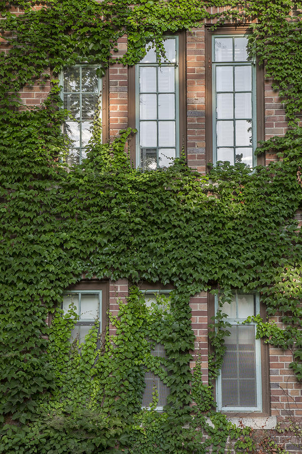 Michigan State University Photograph - 6 Ivy Windows by John McGraw