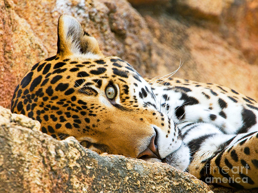 Nature Photograph - Jaguar #6 by Millard H. Sharp