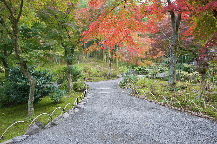 Japan, Kyoto, Arashiyama, Sagano Photograph By Rob Tilley