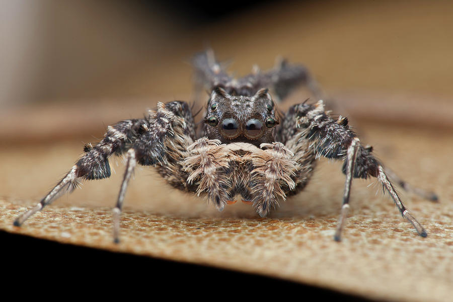 Jumping Spider #6 Photograph by Melvyn Yeo/science Photo Library