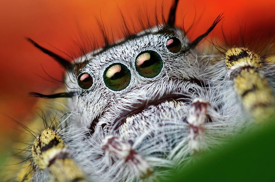 Jumping Spider #6 Photograph by Thomas Shahan/science Photo Library