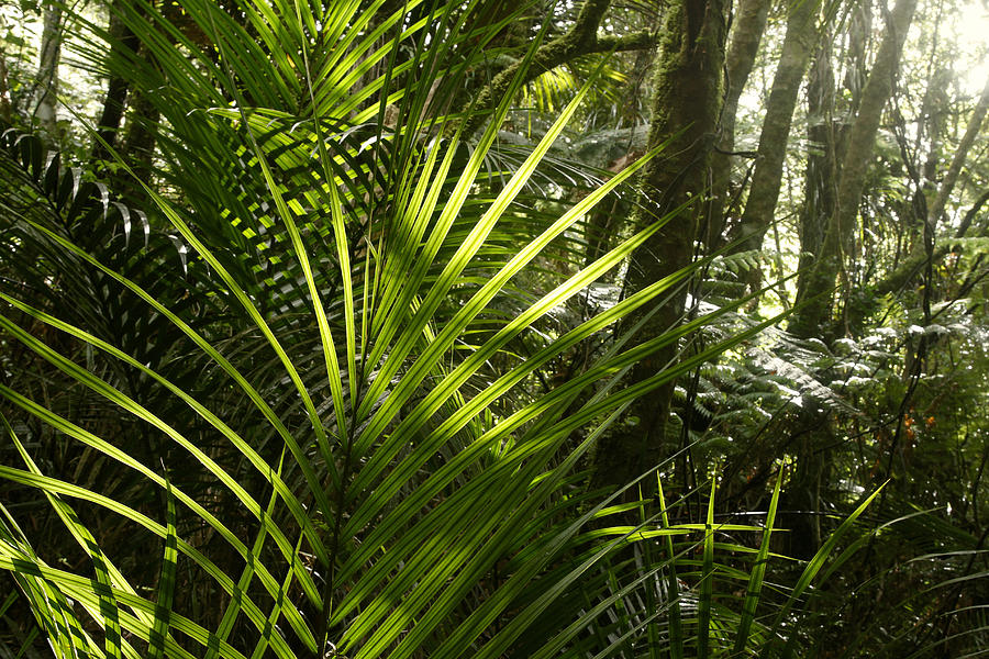 Jungle Light Photograph