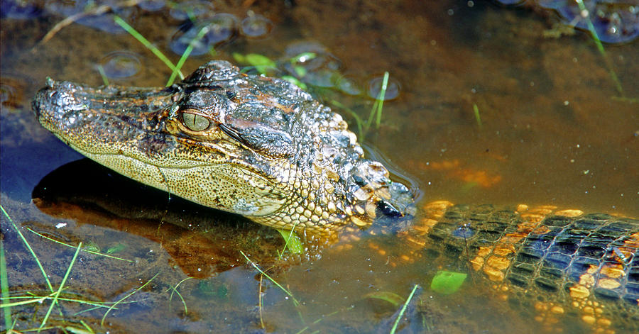 Juvenile American Alligator #6 Photograph by Millard H. Sharp
