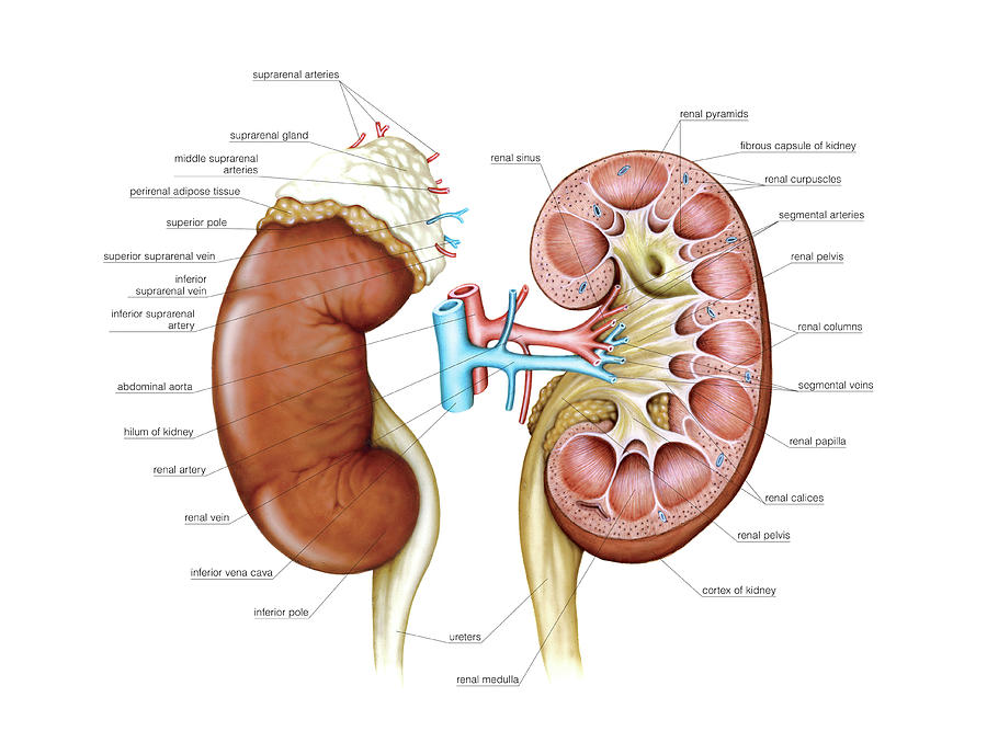 Kidney #6 Photograph by Asklepios Medical Atlas