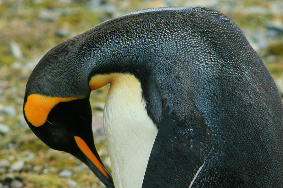 King Penguin #6 Photograph by Amanda Stadther