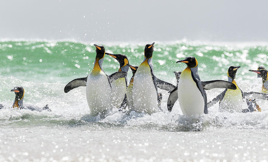 Penguin Photograph - King Penguin (aptenodytes Patagonicus #6 by Martin Zwick